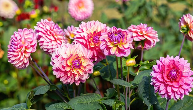 Dalie - jednoroczne czy wieloletnie rośliny w Twoim ogrodzie?