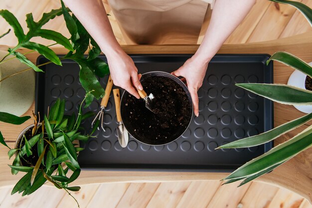 Jak długo czekać z podlewaniem roślin po przesadzeniu?