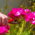 Jakie podłoże preferują pelargonie - kwaśne czy zasadowe?