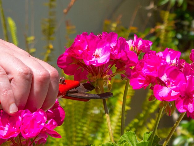 Jakie podłoże preferują pelargonie - kwaśne czy zasadowe?