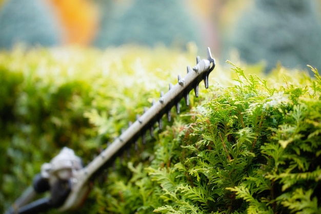 Kiedy i jak prawidłowo ścinać trawy ozdobne w ogrodzie?