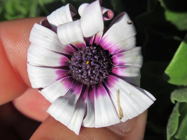 Kiedy najlepiej sadzić zawilce de caen w ogrodzie?