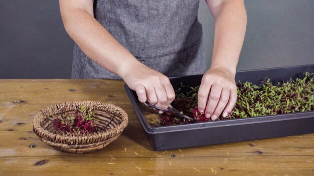 Kiedy siać nasiona żurawki aby uzyskać najlepsze efekty?