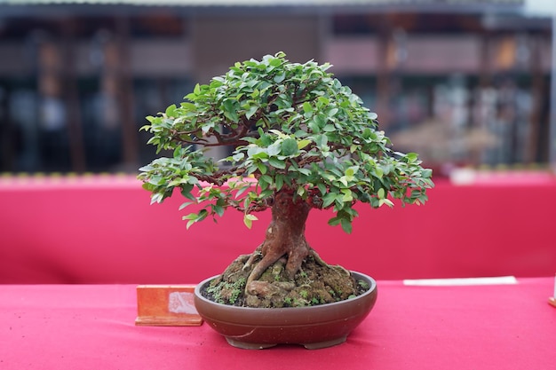 Sztuka miniaturyzacji: czym właściwie jest drzewko bonsai?