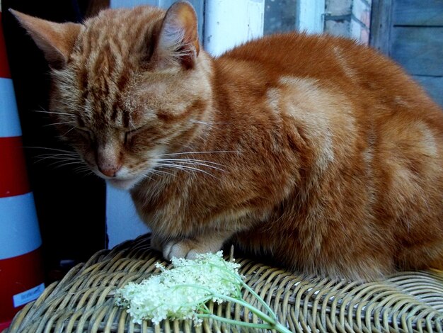 Czy rozmaryn może zaszkodzić naszemu kotu?