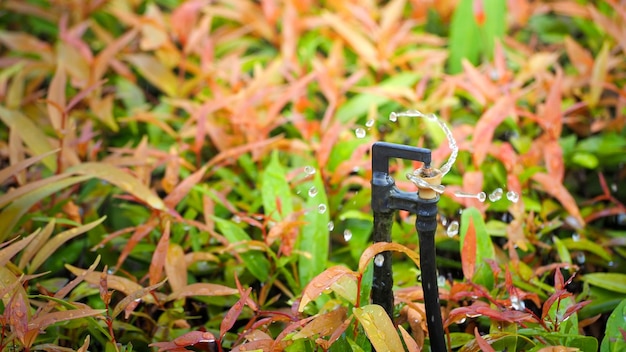 Ile trzeba wydać na system nawadniający ogród?