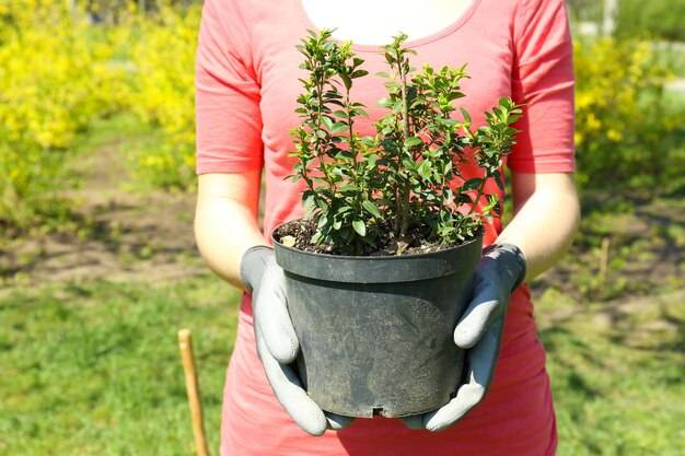 Jak gęsto sadzić barwinek, aby uzyskać gęsty dywan?