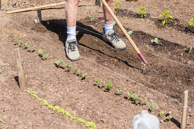 Jak zaplanować mały warzywnik na swojej działce?