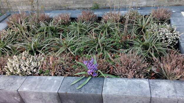 Jakie rośliny najlepiej sprawdzą się w gazonach betonowych?