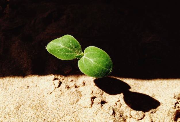 Jakie rośliny dobrze rosną w cieniu ogrodu?